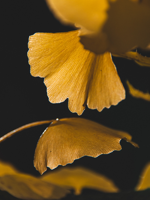 Antioxidant Ginkgo Gel Booster